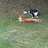 cat, cats, orange_cat, black_and_white_cat, grass, lawn, outdoors, garden, lying_down, stretching, relaxed, playful, animals, feline, pet, fur, tail, whiskers, natural_light, backyard