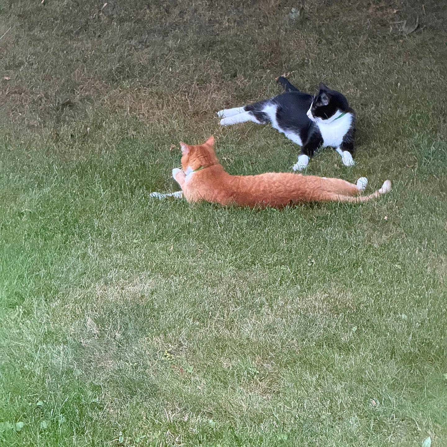 Oscar And Buddy is registered to the contest to win money with this photo: cat, cats, orange_cat, black_and_white_cat, grass, lawn, outdoors, garden, lying_down, stretching, relaxed, playful, animals, feline, pet, fur, tail, whiskers, natural_light, backyard