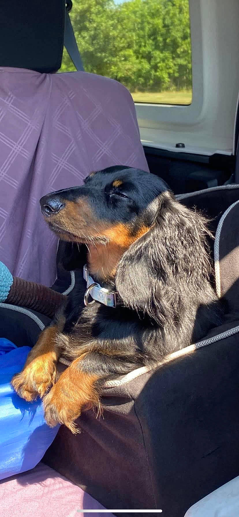 Shayla joined the competition — help win amazing prizes! canidae, carnivore, collar, companion_dog, dog, dog_breed, fur, guard_dog, liver, natural_material, snout, sporting_group, terrestrial_animal, whiskers, working_animal, working_dog