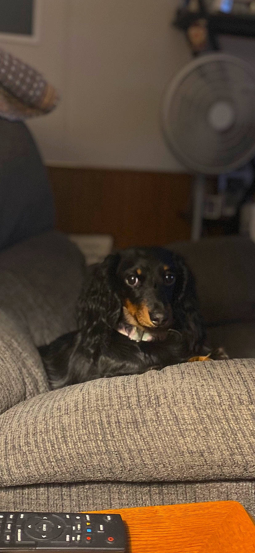 Shayla joined the competition — help win amazing prizes! canidae, carnivore, comfort, companion_dog, couch, dog, dog_breed, flooring, fur, guard_dog, hunting_dog, mechanical_fan, room, snout, sporting_group, terrestrial_animal, whiskers, working_animal, working_dog