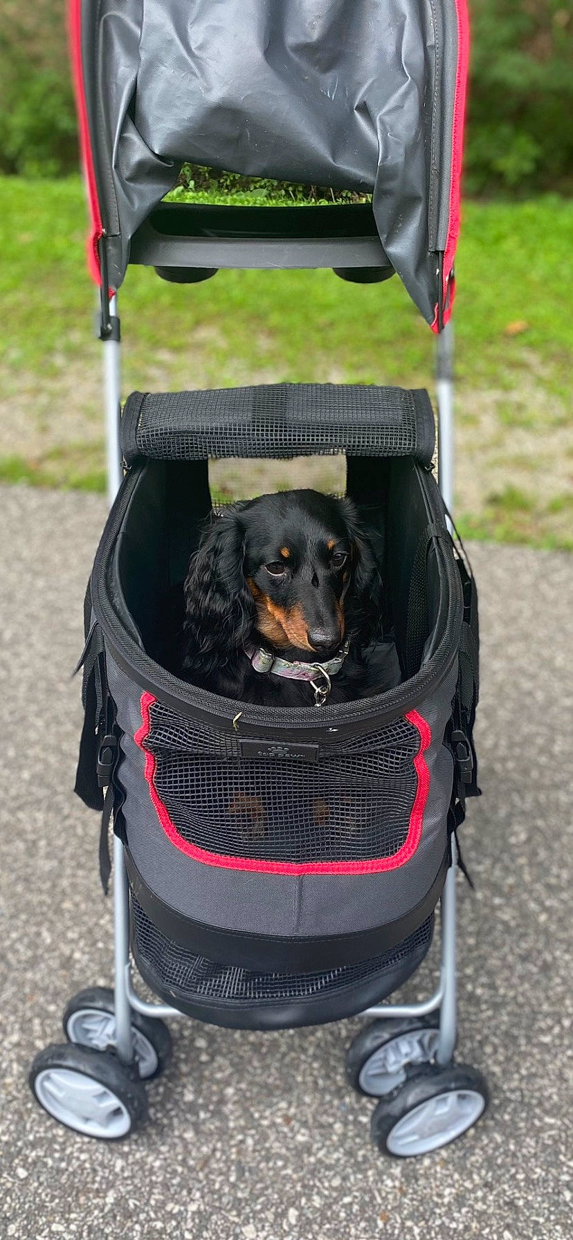 Shayla joined the competition — help win amazing prizes! auto_part, automotive_exterior, automotive_tire, bag, black, bumper, canidae, carnivore, collar, companion_dog, dog, dog_breed, dog_supply, grass, luggage_and_bags, motor_vehicle, pet_supply, product, recreation, sporting_group