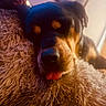 dog, rottweiler, sleeping, tongue_out, close_up, blanket, fluffy, indoor, pet, resting, cozy, fur, animal, muzzle, cute, warm_lighting, texture, relaxing, companion, portrait
