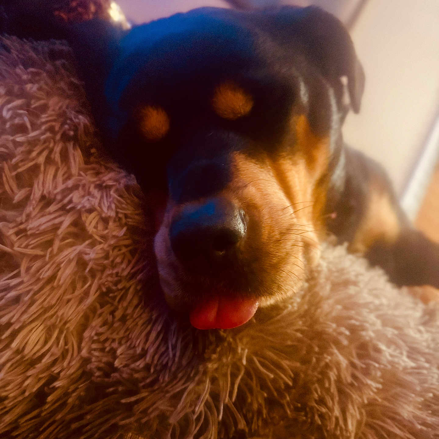 Ellie Mae is registered to the contest to win money with this photo: dog, rottweiler, sleeping, tongue_out, close_up, blanket, fluffy, indoor, pet, resting, cozy, fur, animal, muzzle, cute, warm_lighting, texture, relaxing, companion, portrait