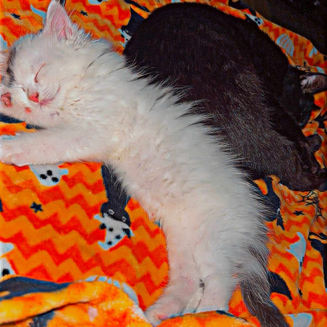 Storm joined the competition — help win amazing prizes! animal, black_cat, blanket, cat, cozy, cute, domestic_cat, fur, halloween, indoor, kitten, nap, orange, pattern, pets, resting, sleeping, soft, two_cats, white_cat