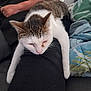 Lilo participe au concours pour gagner de l'argent avec cette photo : cat, person, leg, couch, blanket, indoor, relaxation, sleepy, pet, feline, white_fur, tabby, comfort, casual_clothing, home, resting, close_up, animal, human, cozy