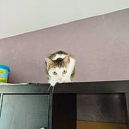Lilo participe au concours pour gagner de l'argent avec cette photo : cat, feline, pet, animal, curious, cabinet, wooden_furniture, indoor, purple_wall, ceiling, eyes, ears, whiskers, fur, playful, perched, domestic, household, looking_down, quiet