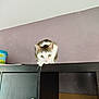 cat, feline, pet, animal, curious, cabinet, wooden_furniture, indoor, purple_wall, ceiling, eyes, ears, whiskers, fur, playful, perched, domestic, household, looking_down, quiet