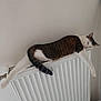 Lilo a rejoint le concours — aidez-le/la à gagner de superbes lots ! cat, radiator, stretching, relaxed, indoor, white_wall, tabby, sleepy, pet, animal, feline, cozy, warm, home, resting, paw, tail, fur, domestic, mammal