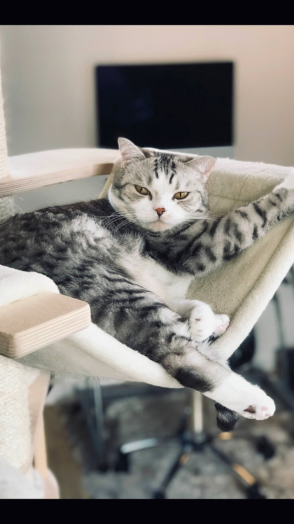 Milky participe au concours pour gagner de l&#x27;argent avec cette photo : carnivore, cat, cat_supply, claw, comfort, domestic_short_haired_cat, felidae, fur, grey, mammal, monochrome, monochrome_photography, paw, room, sitting, small_to_medium_sized_cats, tail, whiskers