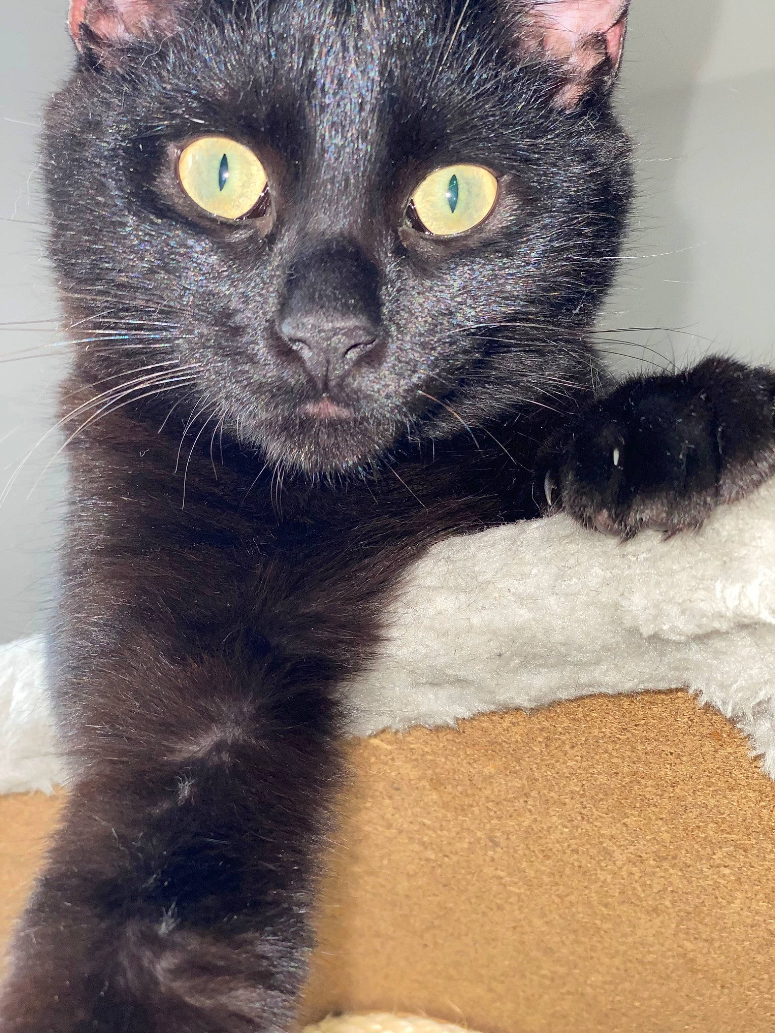 Rodrigo participe au concours pour gagner de l'argent avec cette photo : black_cat, bombay, carnivore, cat, domestic_short_haired_cat, felidae, fur, havana_brown, paw, small_to_medium_sized_cats, snout, tail, terrestrial_animal, whiskers