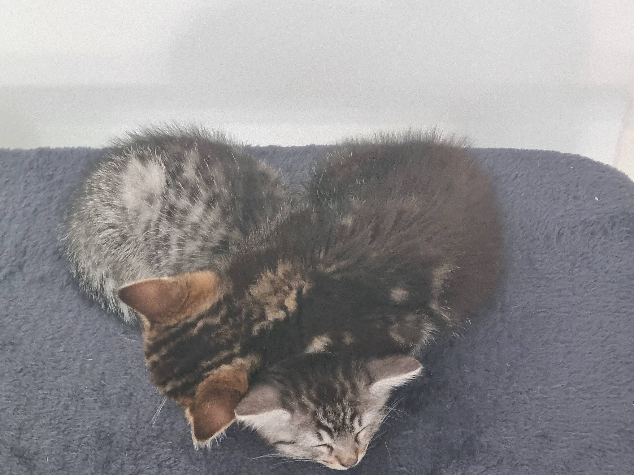 Yuki Soya a rejoint le concours — aidez-le/la à gagner de superbes lots ! carnivore, cat, claw, domestic_short_haired_cat, felidae, fur, paw, small_to_medium_sized_cats, snout, tail, whiskers