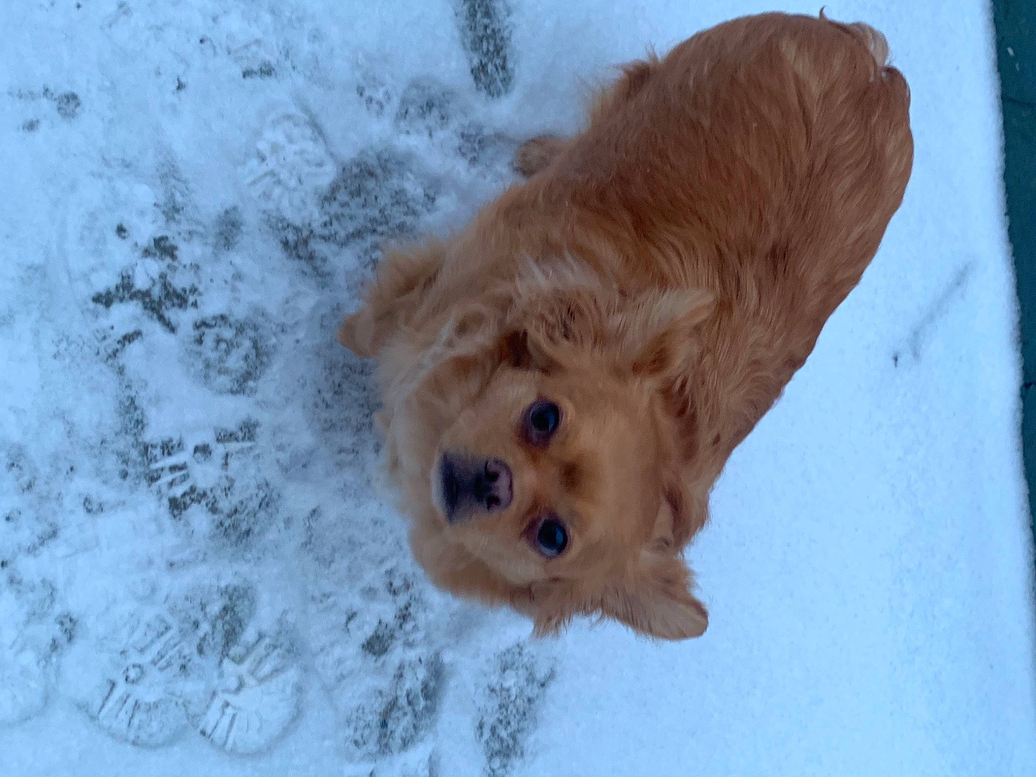 Bobby a rejoint le concours — aidez-le/la à gagner de superbes lots ! canidae, carnivore, companion_dog, dog, dog_breed, fawn, freezing, fur, liver, pet_supply, playing_in_the_snow, retriever, snout, snow, sporting_group, terrestrial_animal, whiskers, winter, working_animal