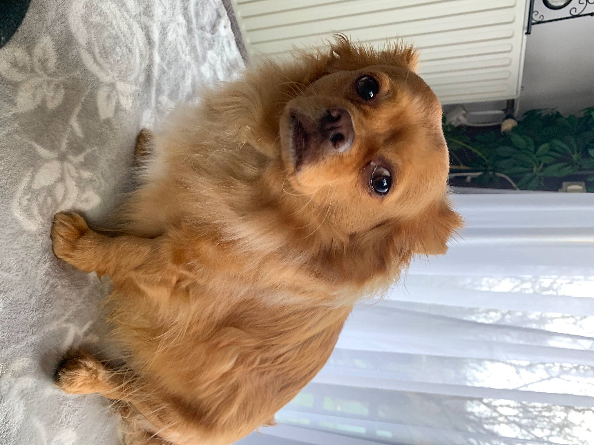 Bobby a rejoint le concours — aidez-le/la à gagner de superbes lots ! carnivore, companion_dog, dog, dog_breed, fur, german_spitz, german_spitz_klein, kitchen_appliance, liver, non_sporting_group, paw, plant, puppy, small_greek_domestic_dog, snout, spitz, toy_dog, volpino_italiano, whiskers, working_animal