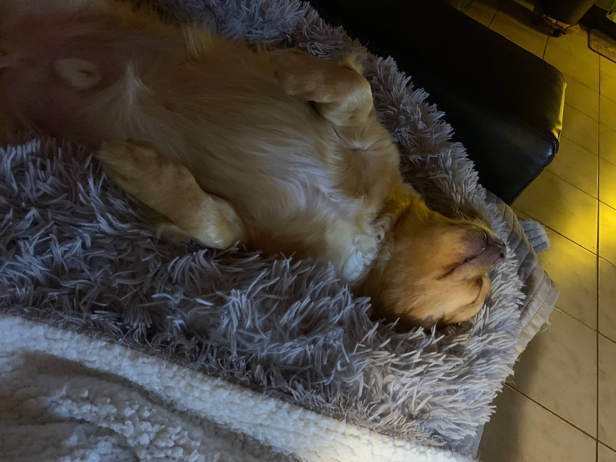 Bobby a rejoint le concours — aidez-le/la à gagner de superbes lots ! canidae, carnivore, claw, comfort, companion_dog, dog, dog_breed, fawn, felidae, fur, liver, nap, paw, pet_supply, small_to_medium_sized_cats, snout, sporting_group, tail, terrestrial_animal, whiskers