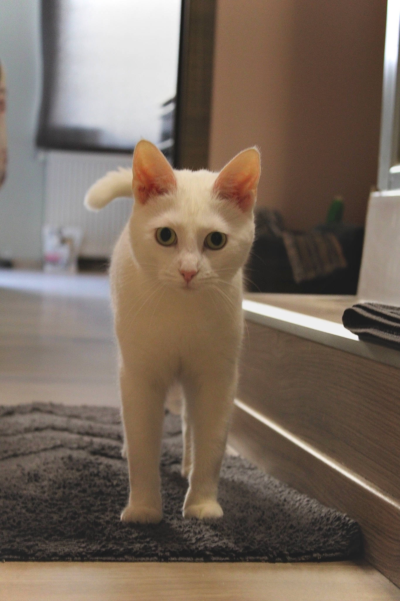 Bechamel a rejoint le concours — aidez-le/la à gagner de superbes lots ! carnivore, cat, domestic_short_haired_cat, fawn, felidae, fur, paw, small_to_medium_sized_cats, snout, tail, terrestrial_animal, whiskers, wood