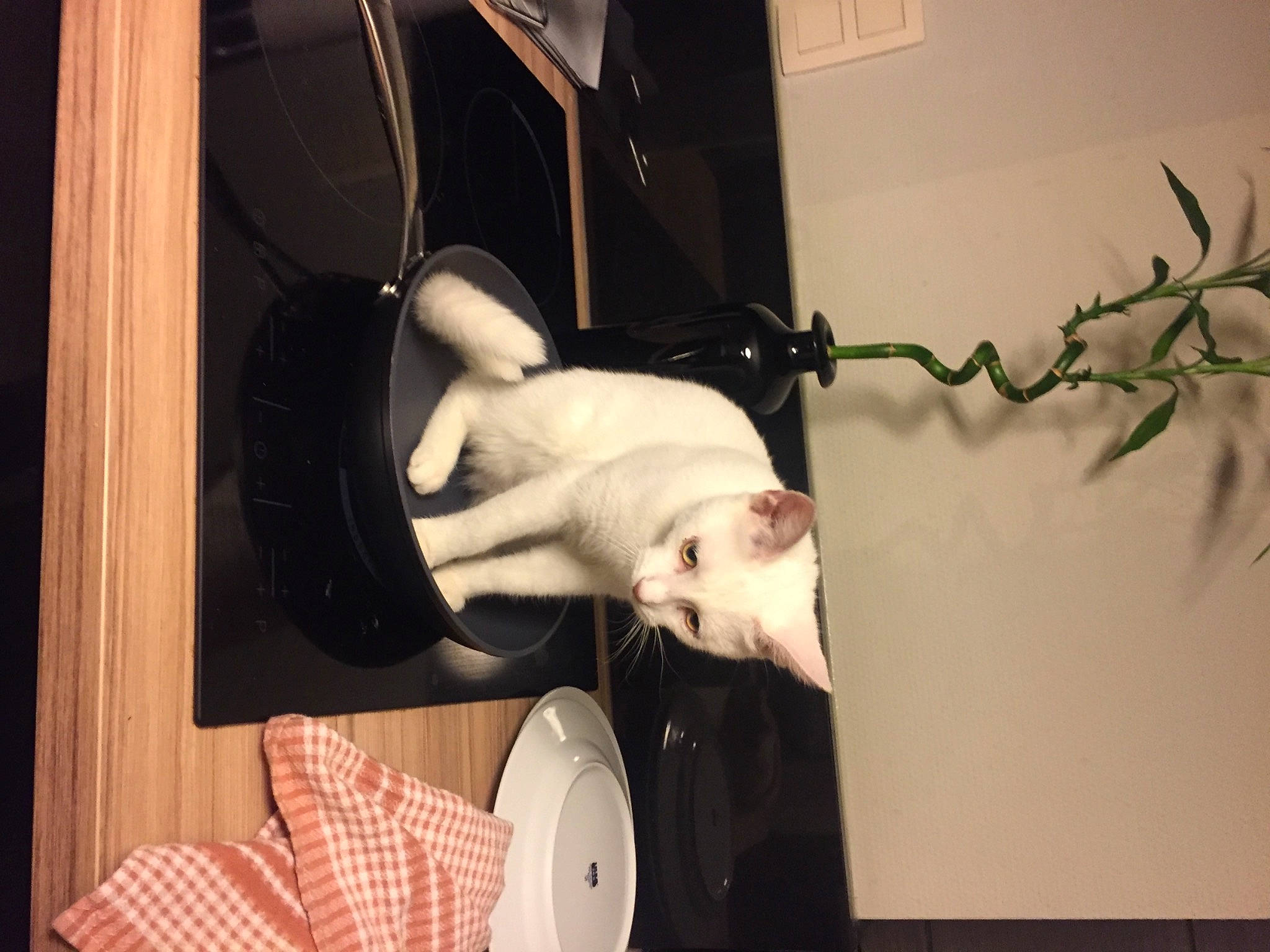 Bechamel a rejoint le concours — aidez-le/la à gagner de superbes lots ! art, cowboy_hat, dress, elbow, entertainment, event, fedora, flesh, fun, gesture, hat, knee, performing_arts, plate, room, sun_hat, tree, twig, visual_arts, wrist