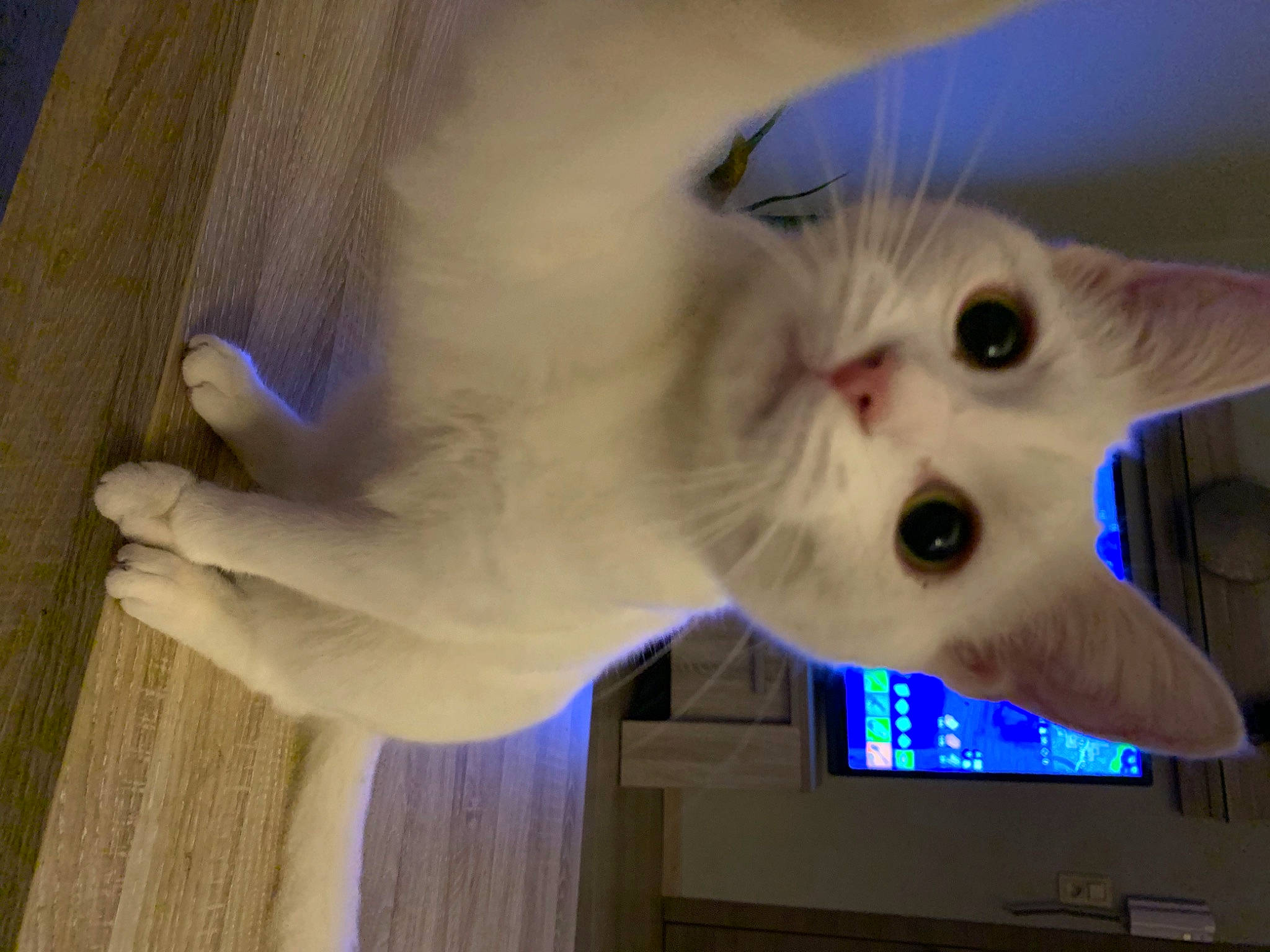 Bechamel participe au concours pour gagner de l'argent avec cette photo : carnivore, cat, domestic_short_haired_cat, electric_blue, felidae, flooring, fur, hardwood, paw, small_to_medium_sized_cats, snout, tail, whiskers, wood, wood_stain