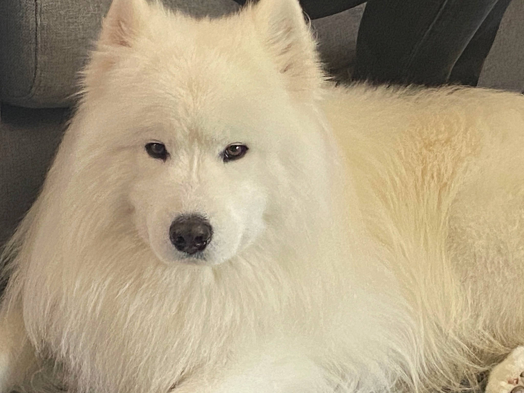 Orson participe au concours pour gagner de l'argent avec cette photo : ancient_dog_breeds, canidae, carnivore, companion_dog, dog, dog_breed, eye, fur, german_spitz_mittel, hair, japanese_spitz, jaw, samoyed, snout, spitz, sporting_group, terrestrial_animal, volpino_italiano, whiskers, working_animal