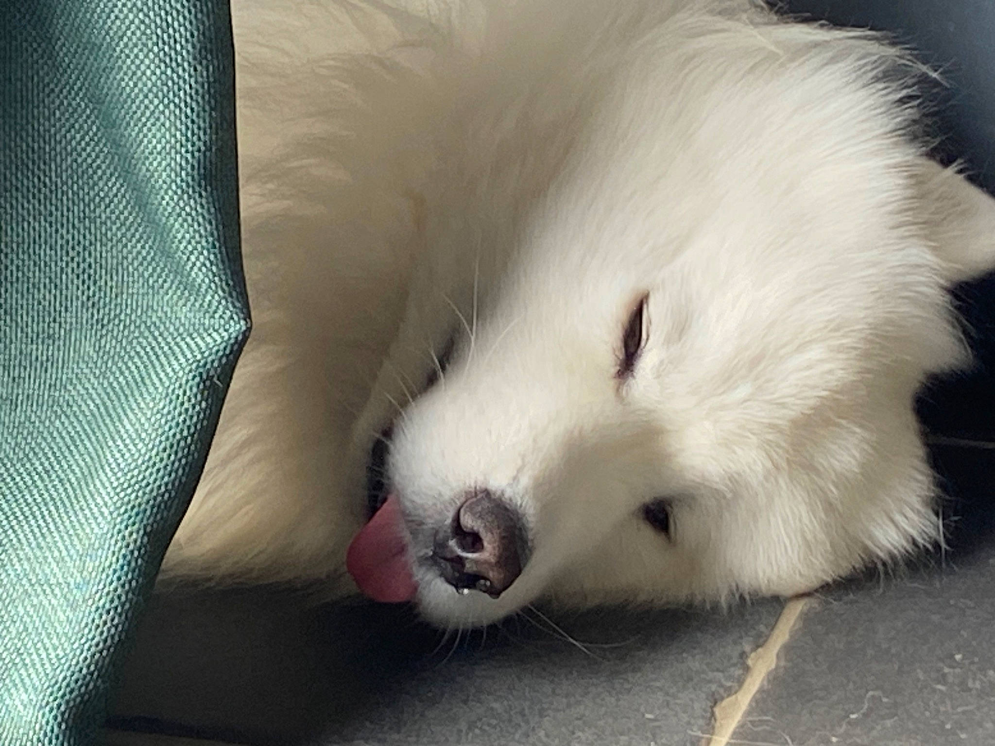 Orson a rejoint le concours — aidez-le/la à gagner de superbes lots ! canidae, carnivore, claw, companion_dog, dog, dog_breed, eye, fur, non_sporting_group, paw, samoyed, snout, sporting_group, terrestrial_animal, volpino_italiano, whiskers, working_animal