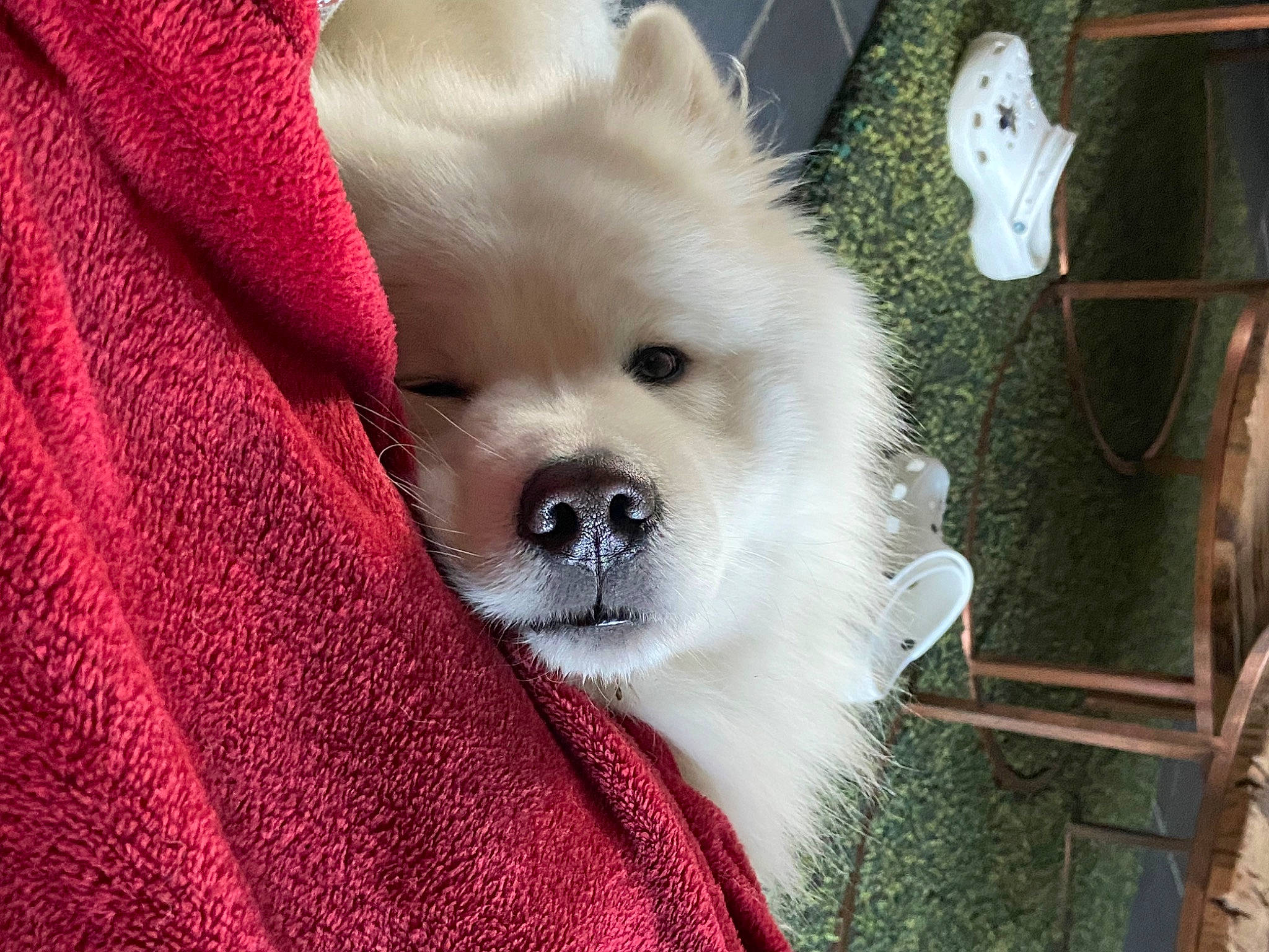 Orson a rejoint le concours — aidez-le/la à gagner de superbes lots ! canidae, carnivore, chair, collar, companion_dog, dog, dog_breed, dog_collar, dog_supply, fawn, fur, maltepoo, pomeranian, puppy_love, snout, spitz, sporting_group, toy_dog, whiskers, working_animal