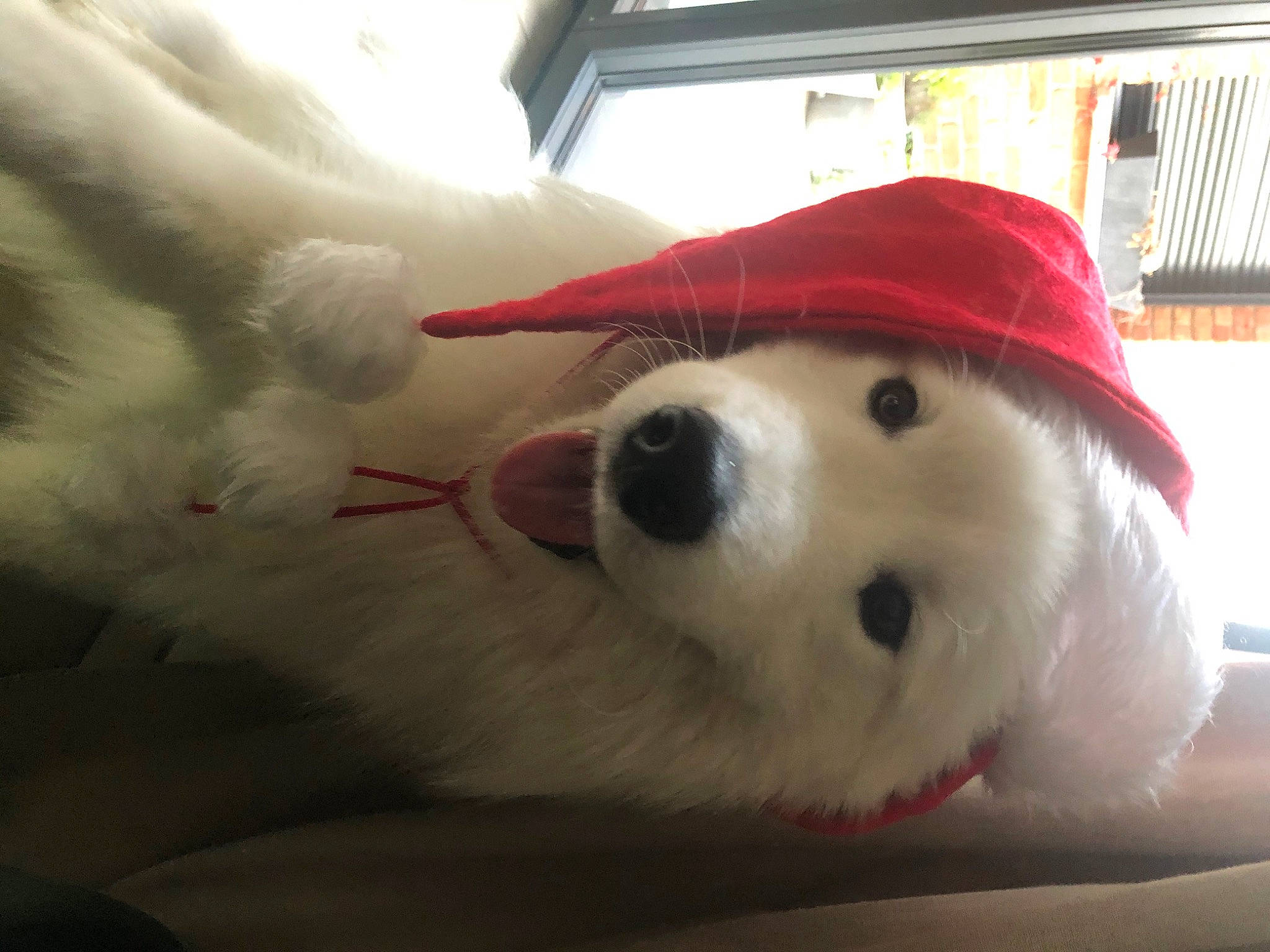 Orson a rejoint le concours — aidez-le/la à gagner de superbes lots ! canidae, cap, carmine, carnivore, companion_dog, costume_hat, dog, dog_breed, event, fur, hat, mammal, plush, snout, stuffed_toy, sun_hat, toy, vertebrate, whiskers, working_animal