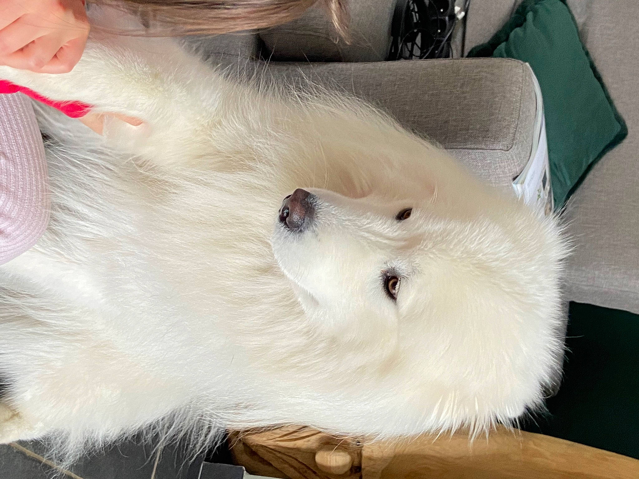 Orson a rejoint le concours — aidez-le/la à gagner de superbes lots ! canidae, carnivore, companion_dog, dog, dog_breed, fawn, foot, fur, natural_material, non_sporting_group, snout, sporting_group, whiskers