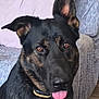 dog, pet, indoor, couch, pillow, tongue, closeup, black, brown, ears, collar, fur, canine, friendly, attentive, happy, animal, domestic, portrait, seated