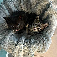 Stevie And Blue joined the competition — help win amazing prizes! kitten, cat, black_cat, tabby_cat, pet, cute, fluffy_bed, cozy, indoor, animal, fur, whiskers, pink_tongue, curious_eyes, snuggling, small, young, domestic_cat, resting, companion