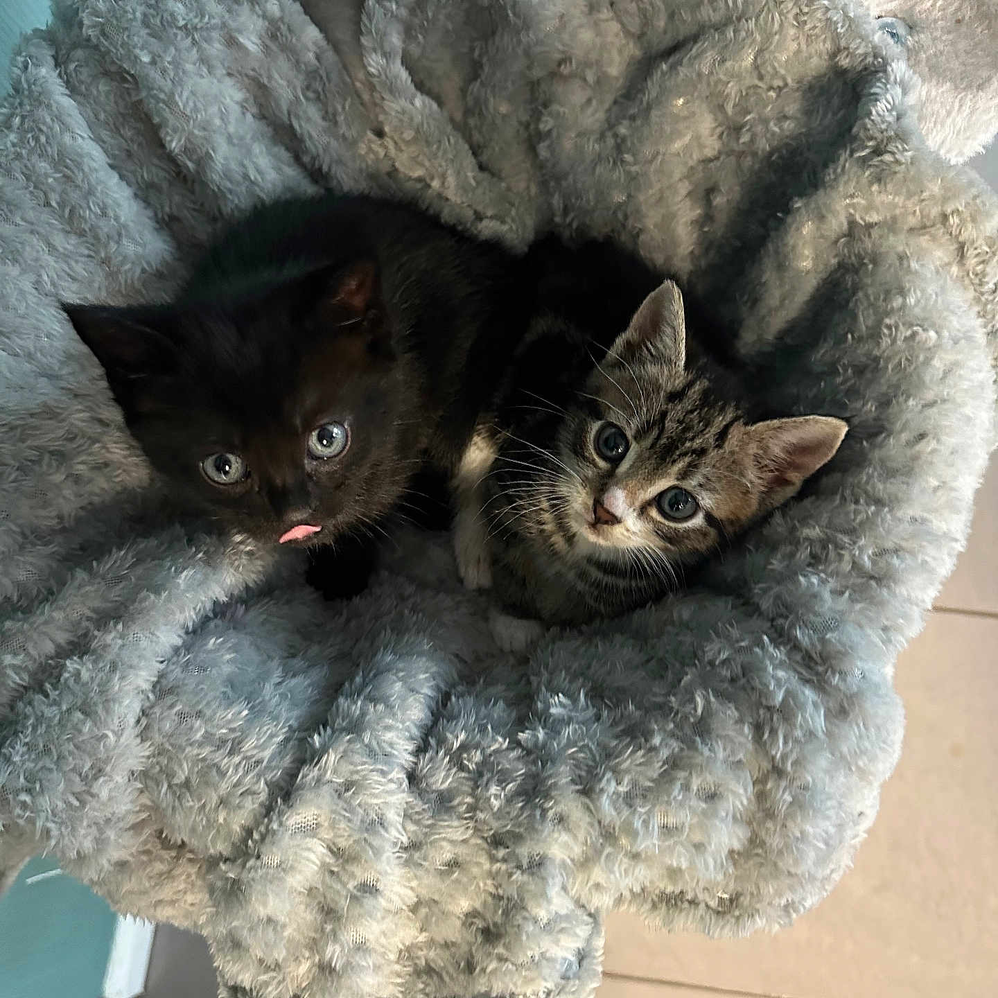 Stevie And Blue joined the competition — help win amazing prizes! animal, black_cat, cat, companion, cozy, curious_eyes, cute, domestic_cat, fluffy_bed, fur, indoor, kitten, pet, pink_tongue, resting, small, snuggling, tabby_cat, whiskers, young