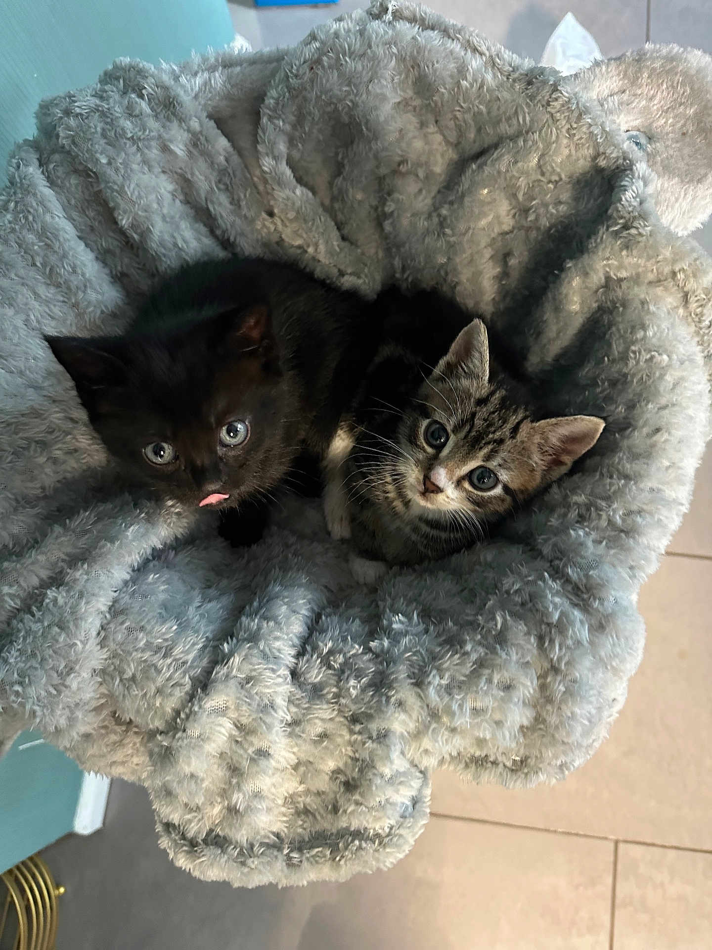 Stevie And Blue joined the competition — help win amazing prizes! kitten, cat, black_cat, tabby_cat, pet, cute, fluffy_bed, cozy, indoor, animal, fur, whiskers, pink_tongue, curious_eyes, snuggling, small, young, domestic_cat, resting, companion