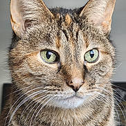 Indie joined the competition — help win amazing prizes! cat, tabby_cat, feline, close_up, green_eyes, whiskers, ears, nose, fur, portrait, pet, domestic_animal, face, muzzle, indoor, detail, striped, cute, alert, photography