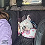 Piper Joy is registered to the contest to win money with this photo: dog, white_dog, car_interior, seat, headrest, person, purple_hoodie, neck_pillow, heart_pattern, resting, sleepy, travel, road_trip, window, outside_view, seat_cover, black_seat, backseat, collar, relaxed