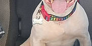 Piper Joy is registered to the contest to win money with this photo: dog, white_dog, sitting, car_seat, collar, tongue_out, pet, animal, happy, smiling, inside_car, seat, canine, domestic_animal, mammal, closeup, friendly, cute, companion, leash