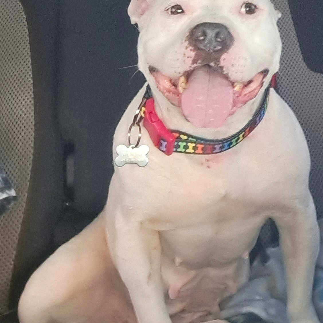 Piper Joy is registered to the contest to win money with this photo: animal, canine, car_seat, closeup, collar, companion, cute, dog, domestic_animal, friendly, happy, inside_car, leash, mammal, pet, seat, sitting, smiling, tongue_out, white_dog