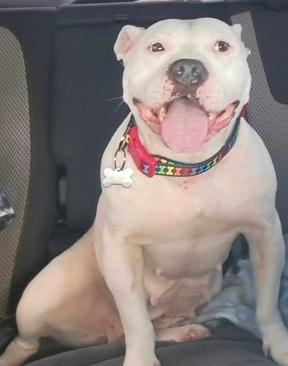 Piper Joy is registered to the contest to win money with this photo: dog, white_dog, sitting, car_seat, collar, tongue_out, pet, animal, happy, smiling, inside_car, seat, canine, domestic_animal, mammal, closeup, friendly, cute, companion, leash