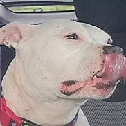Piper Joy joined the competition — help win amazing prizes! dog, white_dog, tongue, licking, close_up, pet, animal, inside_car, collar, canine, cute, mammal, car_seat, seat_cover, head, ear, snout, fur, expression, portrait