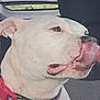 dog, white_dog, tongue, licking, close_up, pet, animal, inside_car, collar, canine, cute, mammal, car_seat, seat_cover, head, ear, snout, fur, expression, portrait