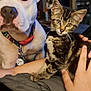 Piper Joy is registered to the contest to win money with this photo: dog, cat, kitten, pet, animal, indoor, hand, collar, furniture, person, domestic, cute, companion, friendship, brown_tabby, white_dog, curious, calm, closeup, cozy