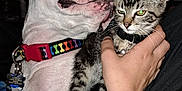 Piper Joy is registered to the contest to win money with this photo: animal, bracelet, cat, close_up, collar, companion, cute, dog, domestic, friendship, hand, indoor, interaction, kitten, nuzzling, person, pet, sniffing, tabby_cat, white_dog