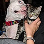 dog, cat, kitten, pet, animal, collar, person, hand, bracelet, indoor, close_up, white_dog, tabby_cat, sniffing, nuzzling, interaction, domestic, cute, companion, friendship