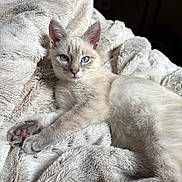 Nilla Schwab is registered to the contest to win money with this photo: kitten, cat, blue_eyes, fur, pet, animal, resting, cozy, blanket, soft_texture, indoor, cute, relaxed, whiskers, paw, sleepy, feline, young, laying_down, comfort