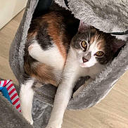 Mango participe au concours pour gagner de l'argent avec cette photo : cat, calico, pet, feline, cat_tree, plush, indoor, relaxed, paw, fur, animal, cute, resting, looking, home, wood_floor, cave, cozy, stretching, playful