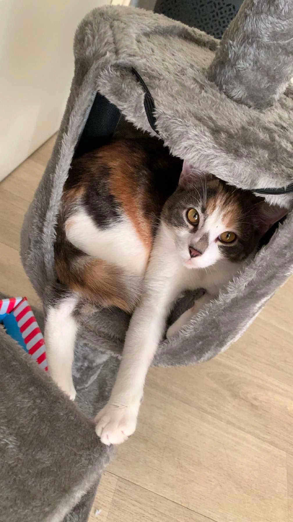 Mango participe au concours pour gagner de l'argent avec cette photo : cat, calico, pet, feline, cat_tree, plush, indoor, relaxed, paw, fur, animal, cute, resting, looking, home, wood_floor, cave, cozy, stretching, playful