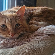 Milo participe au concours pour gagner de l'argent avec cette photo : cat, orange_tabby, fluffy, pet, animal, window, bed, soft_texture, relaxed, feline, whiskers, ears, tail, indoor, cozy, resting, closeup, cute, domestic_cat, sleepy