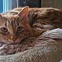 cat, orange_tabby, fluffy, pet, animal, window, bed, soft_texture, relaxed, feline, whiskers, ears, tail, indoor, cozy, resting, closeup, cute, domestic_cat, sleepy