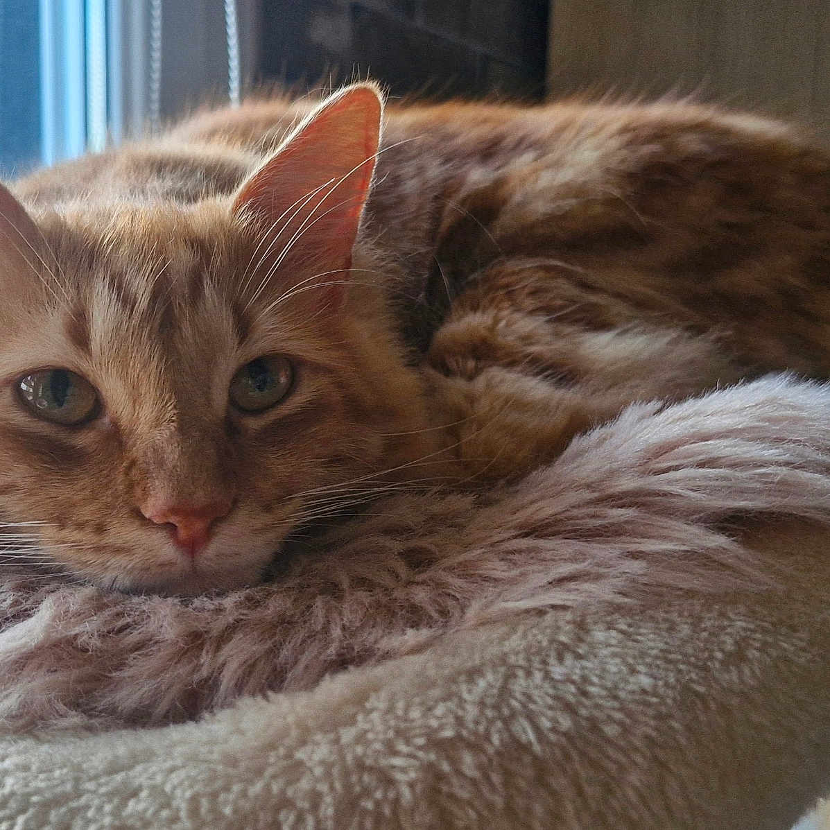 Milo participe au concours pour gagner de l'argent avec cette photo : animal, bed, cat, closeup, cozy, cute, domestic_cat, ears, feline, fluffy, indoor, orange_tabby, pet, relaxed, resting, sleepy, soft_texture, tail, whiskers, window