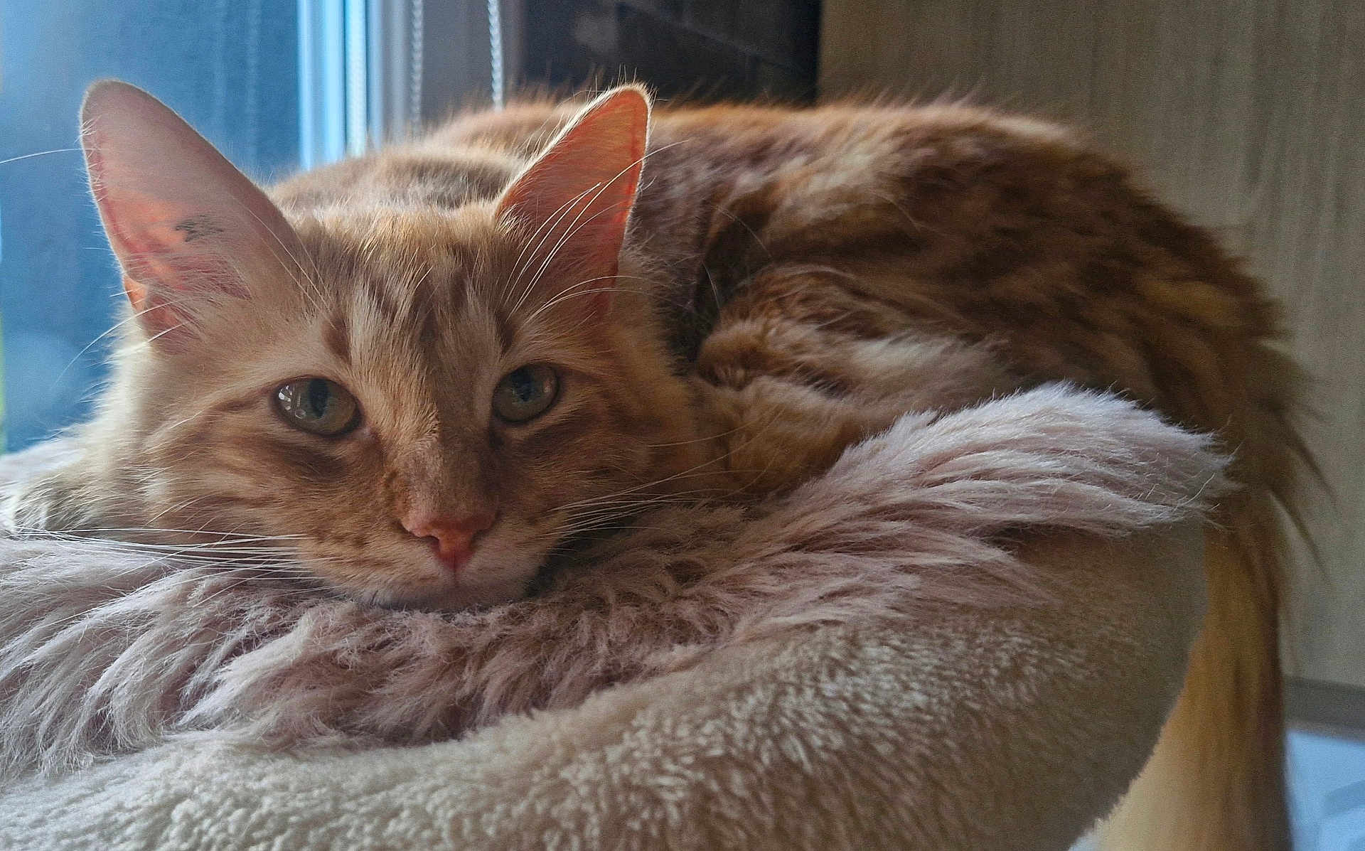 Milo participe au concours pour gagner de l'argent avec cette photo : cat, orange_tabby, fluffy, pet, animal, window, bed, soft_texture, relaxed, feline, whiskers, ears, tail, indoor, cozy, resting, closeup, cute, domestic_cat, sleepy