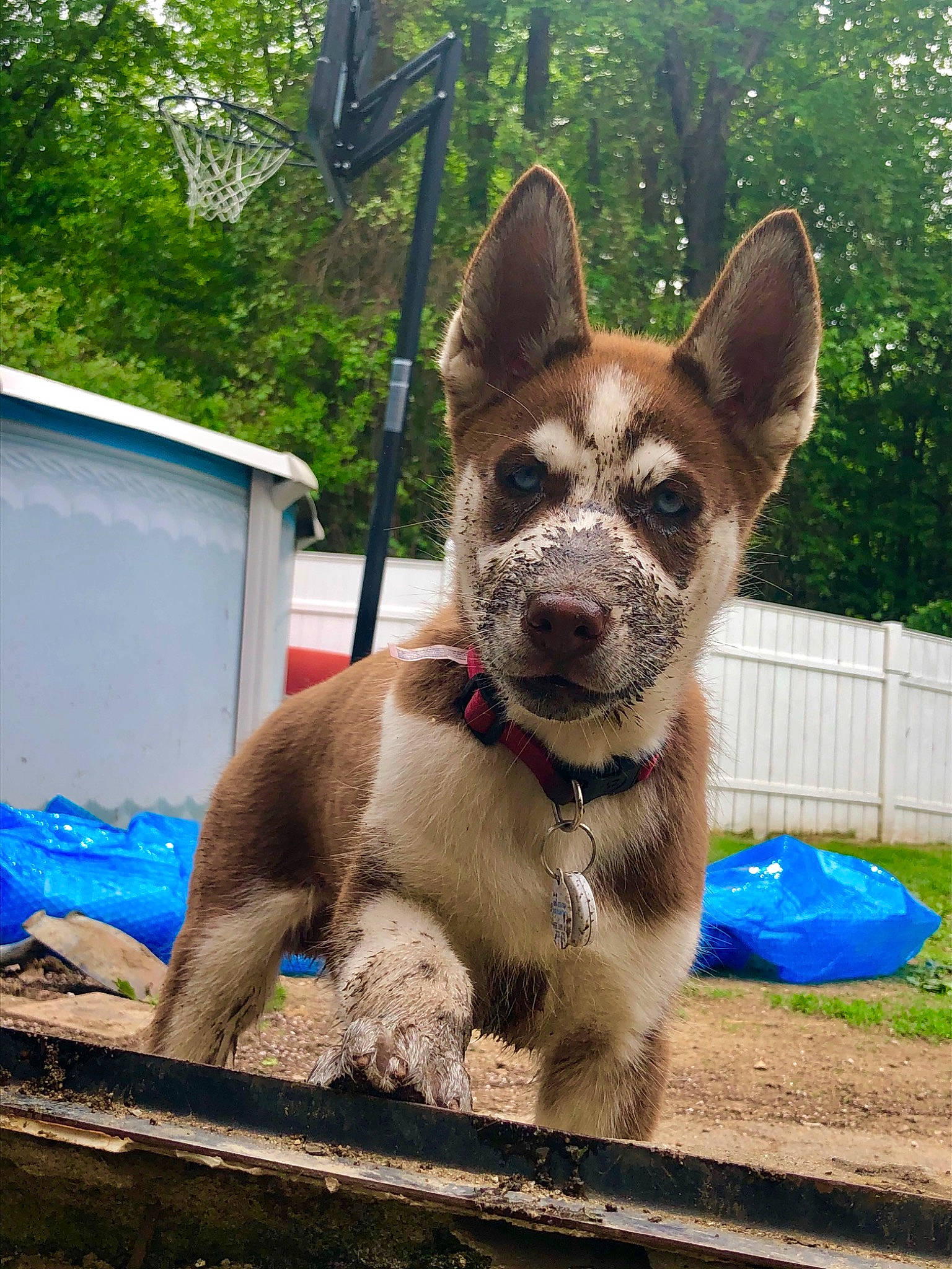 Loki joined the competition — help win amazing prizes! canidae, carnivore, czechoslovakian_wolfdog, dog, dog_breed, fawn, mammal, rare_breed_dog, saarloos_wolfdog, seppala_siberian_sleddog, siberian_husky, snout, swedish_vallhund, tamaskan_dog, vertebrate, wolfdog, working_dog