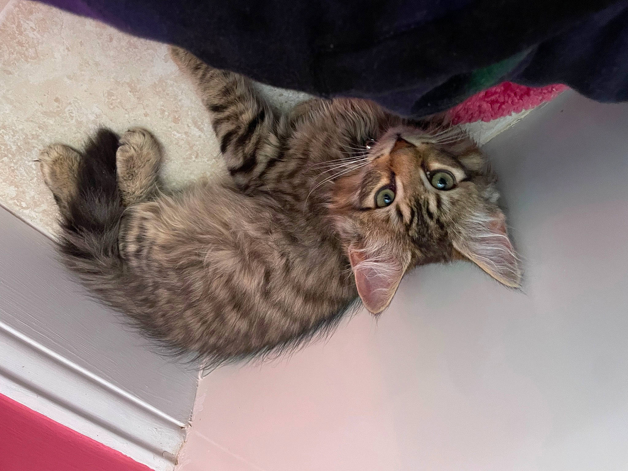 Willy joined the competition — help win amazing prizes! carnivore, cat, claw, comfort, domestic_short_haired_cat, felidae, fur, paw, small_to_medium_sized_cats, tail, whiskers