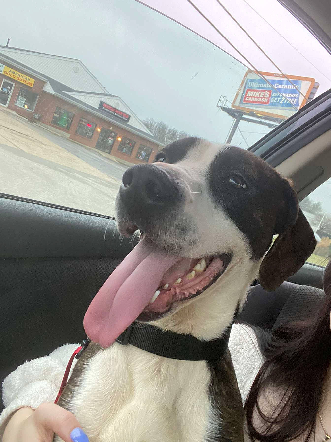 Aries is registered to the contest to win money with this photo: automotive_mirror, canidae, carnivore, collar, companion_dog, dog, dog_breed, dog_collar, eyewear, fang, fur, happy, jaw, sky, smile, snout, sporting_group, whiskers, window, working_animal